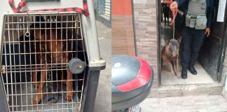 En cateo, aseguran dos caninos que atacaron a una mujer de 86 años en Uruapan