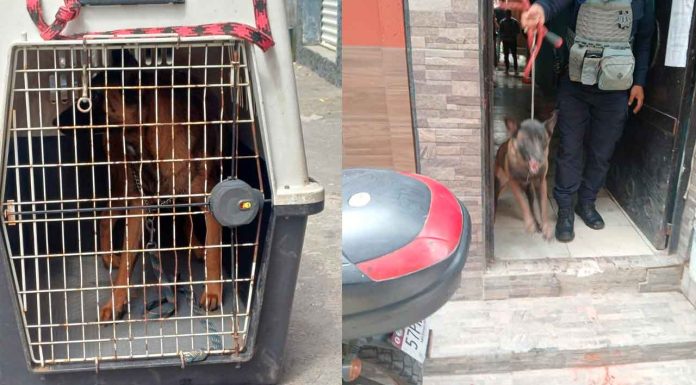 En cateo, aseguran dos caninos que atacaron a una mujer de 86 años en Uruapan