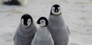 #VIDEO || ¡Un pingüino adorable roba cámara al esperar y recibir paso de una pareja en el Ártico!