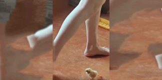 #VIDEO || ¡Un pollito con gracia de cisne que nos derrite el corazón! 🐥❤️