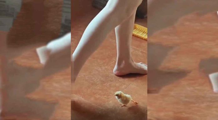 #VIDEO || ¡Un pollito con gracia de cisne que nos derrite el corazón! 🐥❤️