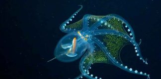 El Pulpo de Cristal: El Fantasma Invisible del Océano