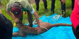 Policías y rescatistas hallan y capturan a puma en Pátzcuaro