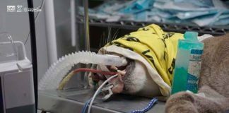 #Seguimiento | Puma de Pátzcuaro en terapia intensiva tras impactante accidente