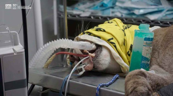 #Seguimiento | Puma de Pátzcuaro en terapia intensiva tras impactante accidente