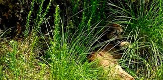 Reportan a un puma merodeando la colonia Joya de los Molinos, en Pátzcuaro