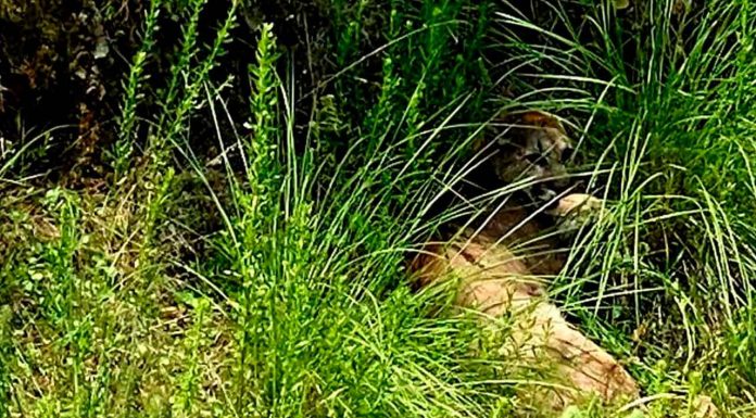 Reportan a un puma merodeando la colonia Joya de los Molinos, en Pátzcuaro