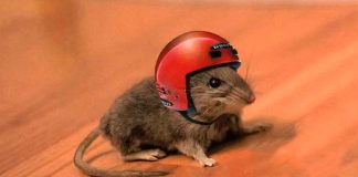 #VIDEO || RATA VIAJERA EN CDMX: ¡NI EL METROBÚS TIENE ESTILO ASÍ!