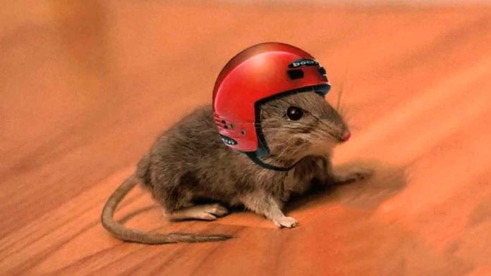 raton-con-casco