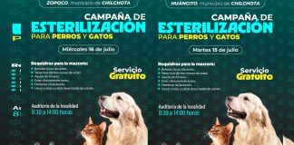 Ofrece SSM esterilización gratuita para mascotas en 3 municipios