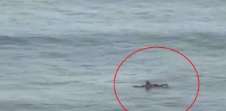 #VIDEO || Surfean en Hawaii pese a inminente tsunami