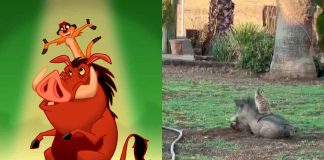 #VIDEO || ¡Hakuna Matata en la vida real! Jabalí y suricata se roban el show en video viral