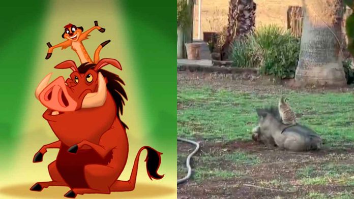 timon-y-pumba