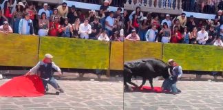 #VIDEO | Torero es embestido por sorpresa durante capeada y sufre grave lesión en el rostro