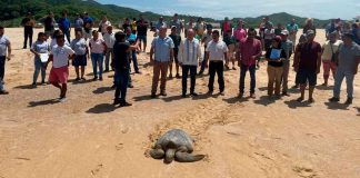 #VIDEO | Michoacán, hogar de la tortuga marina; arranca temporada de protección y conservación