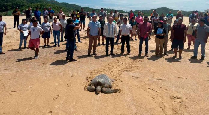 #VIDEO | Michoacán, hogar de la tortuga marina; arranca temporada de protección y conservación