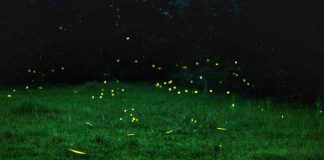 Tlalpujahua, Pueblo Mágico iluminado por la magia de las luciérnagas: Sectur