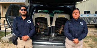 Unidad Canina K9 de la Fiscalía de Michoacán participa en labores de búsqueda en Texas