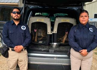 Unidad Canina K9 de la Fiscalía de Michoacán participa en labores de búsqueda en Texas