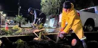Lluvias en Morelia dejan un árbol y un espectacular caídos
