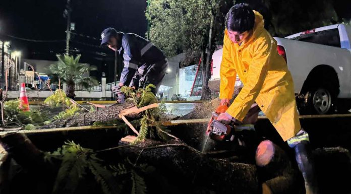 Lluvias en Morelia dejan un árbol y un espectacular caídos