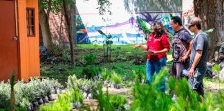 Continúa el plan de reforestación en colonias y comunidades de Zacapu