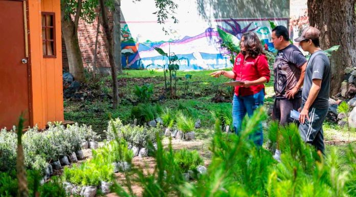 Continúa el plan de reforestación en colonias y comunidades de Zacapu