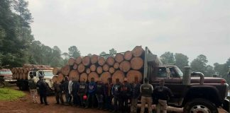 Detenidos en Senguio 10 hombres con rollos de madera ilegal: SSP