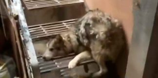 #VIDEO| Impactante caso de abandono animal en Tlalpan: ‘Dolca’, el perro amarrado por dos semanas, clama por ayuda