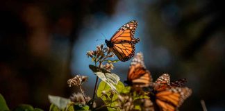 Michoacán continúa dando ejemplo en turismo comunitario a nivel nacional: Sectur