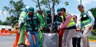 SCOP reubica más de 100 árboles por obra de distribuidor salida a Pátzcuaro
