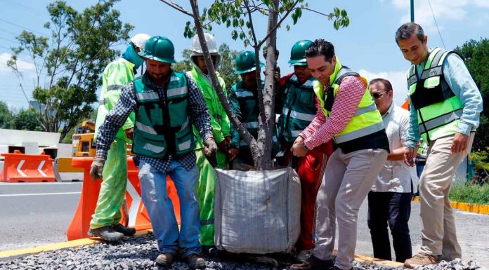 SCOP reubica más de 100 árboles por obra de distribuidor salida a Pátzcuaro