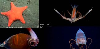 #VIDEO| Descubren un mundo oculto en el Mar Argentino: la expedición que cautiva a miles en vivo