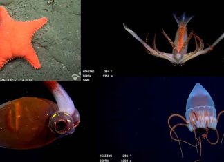 #VIDEO| Descubren un mundo oculto en el Mar Argentino: la expedición que cautiva a miles en vivo