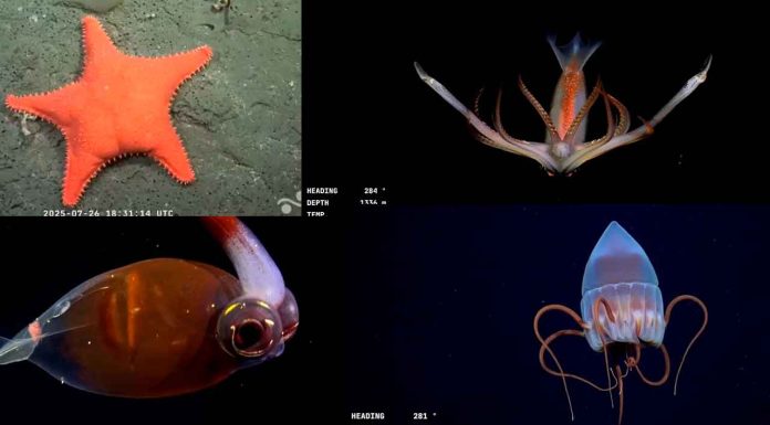 #VIDEO| Descubren un mundo oculto en el Mar Argentino: la expedición que cautiva a miles en vivo