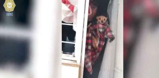 #VIDEO || Efectivos de la SSC rescatan a perrito durante incendio en Álvaro Obregón, CDMX