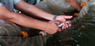 Pescado blanco de Pátzcuaro será protegido con Indicación Geográfica: ICTI