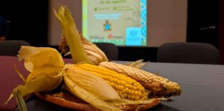 Invita Tarejero a su 8º Festival del Elote