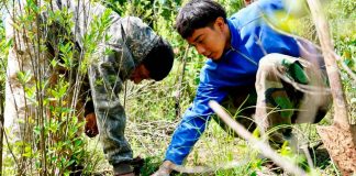 Gobierno de Zacapu fortalece programas de reforestación y monitoreo ambiental