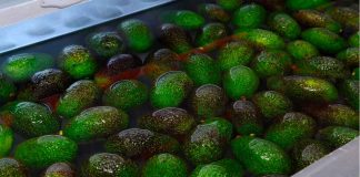 Michoacán, líder en formalización laboral en la agroexportación de aguacate: Sedeco