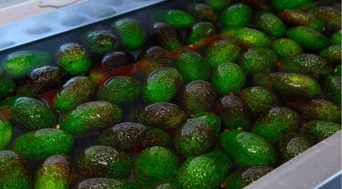 Michoacán, líder en formalización laboral en la agroexportación de aguacate: Sedeco