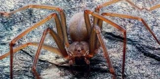 Muere hombre tras ser mordido por una araña venenosa que compró por internet