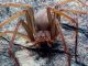 Muere hombre tras ser mordido por una araña venenosa que compró por internet