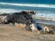 #VIRAL || Entierran a ballena en Playas de Tijuana para prevenir riesgos sanitarios y explosiones