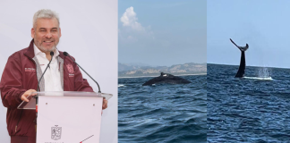 Avistamiento de ballenas en Michoacán será bajo norma oficial de Semarnat: Bedolla