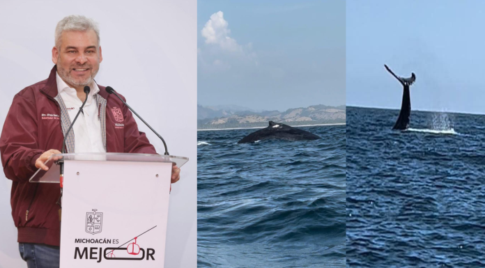 Avistamiento de ballenas en Michoacán será bajo norma oficial de Semarnat: Bedolla