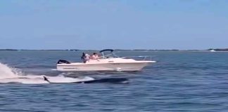 #VIDEO || 🌊 Tragedia en la Bahía: una ballena Minke muere tras impactar con un bote en Nueva Jersey