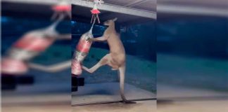 #VIDEO || ¿Podrías ganarle a un canguro en una pelea? Este video te hará pensarlo dos veces…