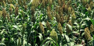 Charo refuerza apoyo al campo con dron agrícola para combatir plagas