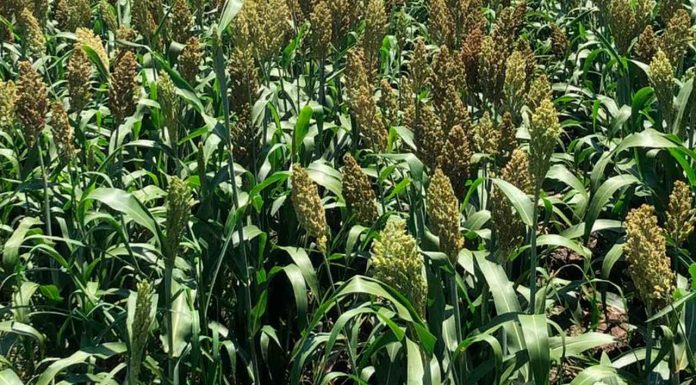 Charo refuerza apoyo al campo con dron agrícola para combatir plagas